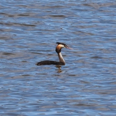 Podiceps cristatus (Great Crested Grebe) at Jarvis Creek, VIC - 5 Jan 2024 by KylieWaldon