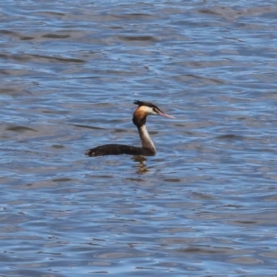 Podiceps cristatus (Great Crested Grebe) at Jarvis Creek, VIC - 4 Jan 2024 by KylieWaldon