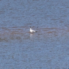 Chroicocephalus novaehollandiae (Silver Gull) at Old Tallangatta, VIC - 4 Jan 2024 by KylieWaldon