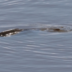 Unidentified Carp at Georges Creek, VIC - 5 Jan 2024 by KylieWaldon