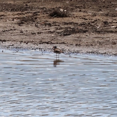 Charadrius melanops (Black-fronted Dotterel) at Georges Creek, VIC - 4 Jan 2024 by KylieWaldon