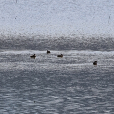 Aythya australis (Hardhead) at Old Tallangatta, VIC - 5 Jan 2024 by KylieWaldon