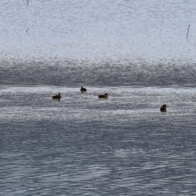 Aythya australis (Hardhead) at Old Tallangatta, VIC - 4 Jan 2024 by KylieWaldon