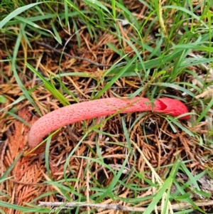 Phallus rubicundus at QPRC LGA - 5 Jan 2024