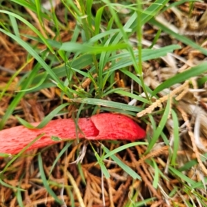 Phallus rubicundus at QPRC LGA - 5 Jan 2024