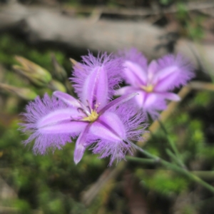 Thysanotus tuberosus at QPRC LGA - 5 Jan 2024 02:17 PM