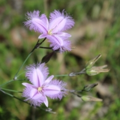 Thysanotus tuberosus at QPRC LGA - 5 Jan 2024 02:17 PM