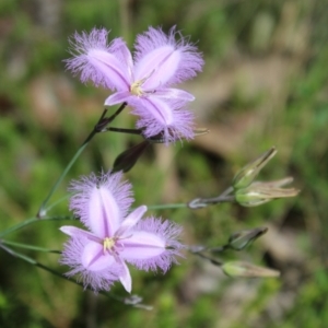 Thysanotus tuberosus at QPRC LGA - 5 Jan 2024 02:17 PM