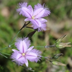 Thysanotus tuberosus at QPRC LGA - 5 Jan 2024