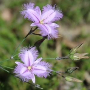 Thysanotus tuberosus at QPRC LGA - 5 Jan 2024 02:17 PM