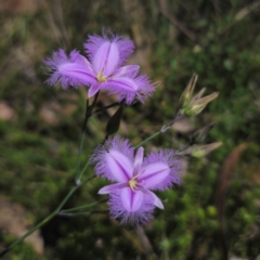 Thysanotus tuberosus at QPRC LGA - 5 Jan 2024