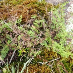 Cheilanthes sieberi subsp. sieberi (Mulga Rock Fern) at Mittagong, NSW - 3 Jan 2024 by plants