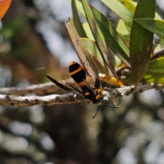 Pterygophorus cinctus at QPRC LGA - 5 Jan 2024