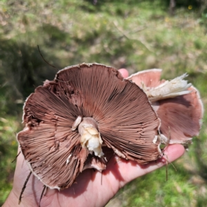 Agaricus sp. at QPRC LGA - 5 Jan 2024