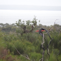 Calyptorhynchus lathami (Glossy Black-Cockatoo) at Booderee National Park - 1 Jan 2024 by Miranda