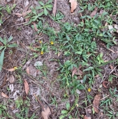 Zornia dyctiocarpa var. dyctiocarpa (Zornia) at Percival Hill - 5 Jan 2024 by Rosie