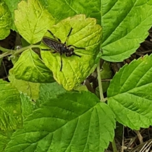 Thereutria sp. (genus) at Isaacs, ACT - 2 Jan 2024