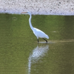 Ardea alba (Great Egret) at Old Tallangatta, VIC - 5 Jan 2024 by KylieWaldon