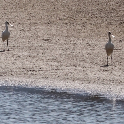 Platalea regia (Royal Spoonbill) at Georges Creek, VIC - 5 Jan 2024 by KylieWaldon