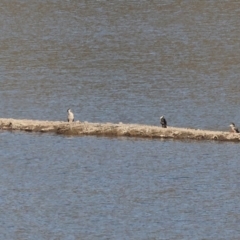 Anhinga novaehollandiae (Australasian Darter) at Old Tallangatta, VIC - 4 Jan 2024 by KylieWaldon