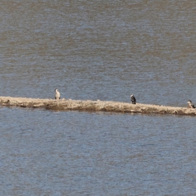 Anhinga novaehollandiae (Australasian Darter) at Old Tallangatta, VIC - 4 Jan 2024 by KylieWaldon