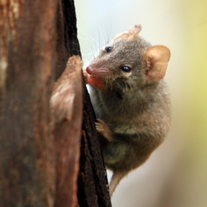 Antechinus agilis at Tidbinbilla Nature Reserve - 5 Jan 2024