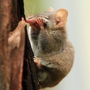 Antechinus agilis at Tidbinbilla Nature Reserve - 5 Jan 2024 12:01 PM