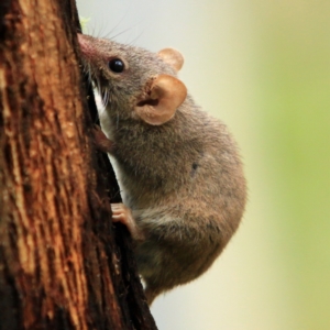 Antechinus agilis at Tidbinbilla Nature Reserve - 5 Jan 2024 12:01 PM