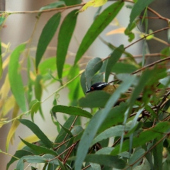 Melithreptus lunatus (White-naped Honeyeater) at Tidbinbilla Nature Reserve - 5 Jan 2024 by NathanaelC