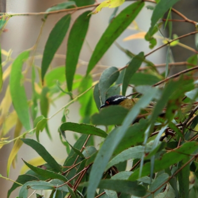 Melithreptus lunatus (White-naped Honeyeater) at Tidbinbilla Nature Reserve - 5 Jan 2024 by NathanaelC