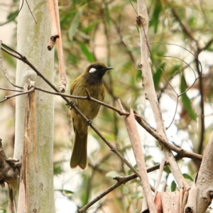 Nesoptilotis leucotis at Tidbinbilla Nature Reserve - 5 Jan 2024