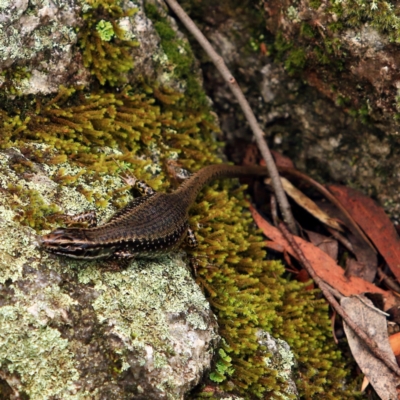 Eulamprus heatwolei (Yellow-bellied Water Skink) at Paddys River, ACT - 5 Jan 2024 by NathanaelC