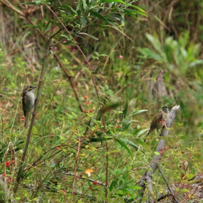 Caligavis chrysops (Yellow-faced Honeyeater) at Tidbinbilla Nature Reserve - 5 Jan 2024 by NathanaelC