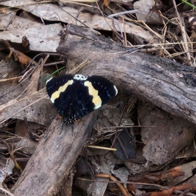 Eutrichopidia latinus (Yellow-banded Day-moth) at Mulligans Flat - 5 Jan 2024 by THATJAYKIDRICK