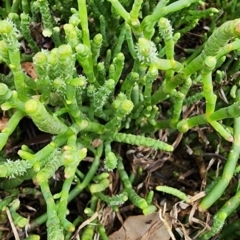 Sarcocornia quinqueflora subsp. quinqueflora (Beaded Glasswort) at Meroo National Park - 5 Jan 2024 by Steve818