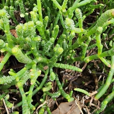 Sarcocornia quinqueflora subsp. quinqueflora (Beaded Glasswort) at Meroo National Park - 5 Jan 2024 by Steve818