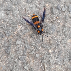 Pterygophorus cinctus at Australian National University - 5 Jan 2024