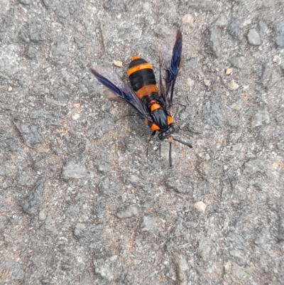 Pterygophorus cinctus (Bottlebrush sawfly) at Acton, ACT - 5 Jan 2024 by VanceLawrence