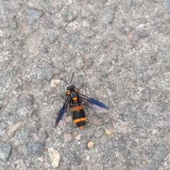 Pterygophorus cinctus at Australian National University - 5 Jan 2024