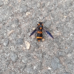 Pterygophorus cinctus at Australian National University - 5 Jan 2024