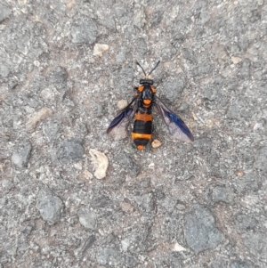 Pterygophorus cinctus at Australian National University - 5 Jan 2024