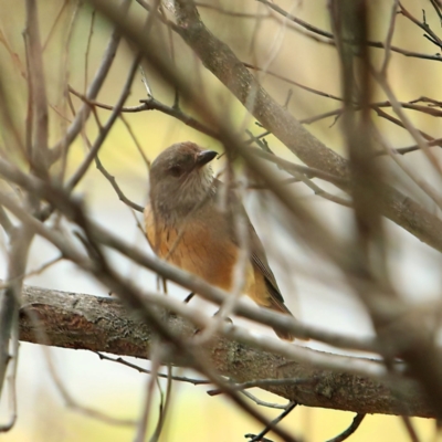 Pachycephala rufiventris (Rufous Whistler) at Kambah, ACT - 5 Jan 2024 by NathanaelC