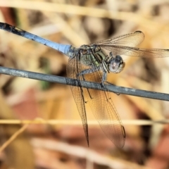 Orthetrum caledonicum (Blue Skimmer) at Tallangatta, VIC - 5 Jan 2024 by KylieWaldon