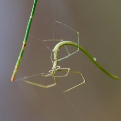 Unidentified Spider (Araneae) at Moruya, NSW - 5 Jan 2024 by LisaH