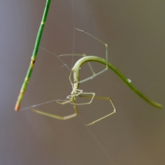 Ariamnes sp. (genus) (A whip spider) at Moruya, NSW - 5 Jan 2024 by LisaH
