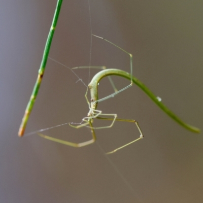 Unidentified Spider (Araneae) at Moruya, NSW - 5 Jan 2024 by LisaH