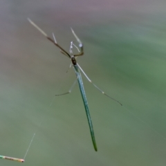 Ariamnes sp. (genus) at Moruya, NSW - suppressed
