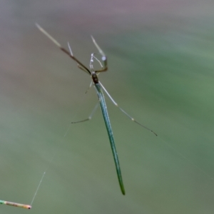 Ariamnes sp. (genus) at Moruya, NSW - suppressed