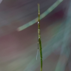 Ariamnes sp. (genus) at Moruya, NSW - suppressed