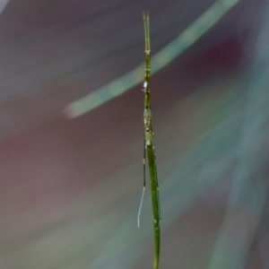 Ariamnes sp. (genus) at Moruya, NSW - suppressed